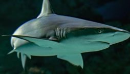 Viral Video: Killer Whales Attacking Whale Shark