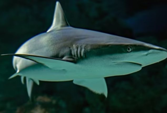 Viral Video: Killer Whales Attacking Whale Shark