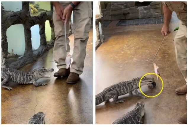 Alligator Goes on Keyscapade, Florida Man Left Stranded