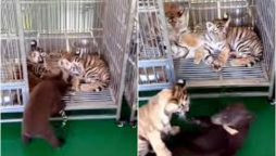 Baby Tiger Heroically Saves Brother From Bear Attack