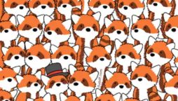 Mind-Bending Puzzle: Find the Foxes Among Red Pandas!