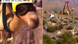 Computer-generated video of camel ziplining goes viral