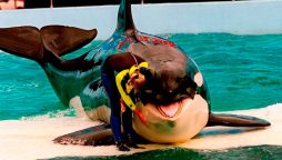 Legendary orca from seaquarium, Lolita, dies