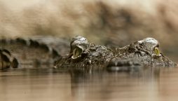 Woman Survives 90-Minute Crocodile Encounter
