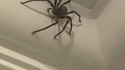 UK Man, Danny Higgins Finds Giant Spider, Spares Its Life