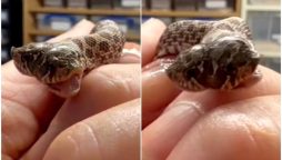 Snake With Two Heads Takes Internet By Storm