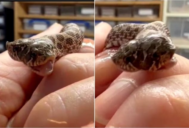 Snake With Two Heads Takes Internet By Storm