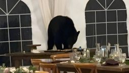 Bear Crashes Wedding