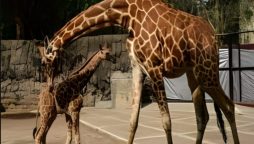 Rare Spotless Giraffe Joins USA Zoo