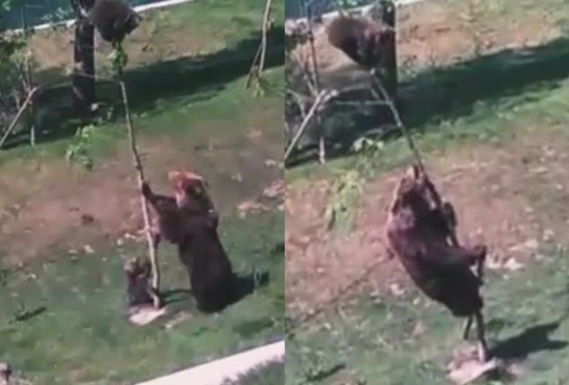 Watch: Hilarious Mama Bear Tries to Bring Baby Down from Tree