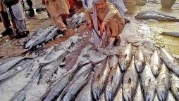Karachi Fish Harbor Authority