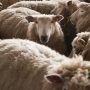Herd of sheep eats 100 kg of marijuana