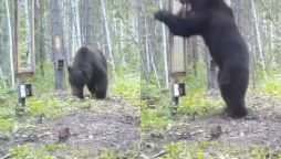 Bear hilarious reaction after seeing his reflection in the mirror