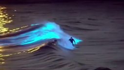 Luminous marine life illuminates California coast