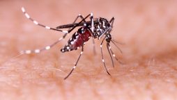 Dengue cases reported in Sindh