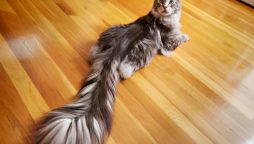 Cat Sets Guinness World Record with 16-Inch Tail