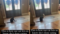 Sassy cat has a cheeky way of telling she’s done eating, Watch