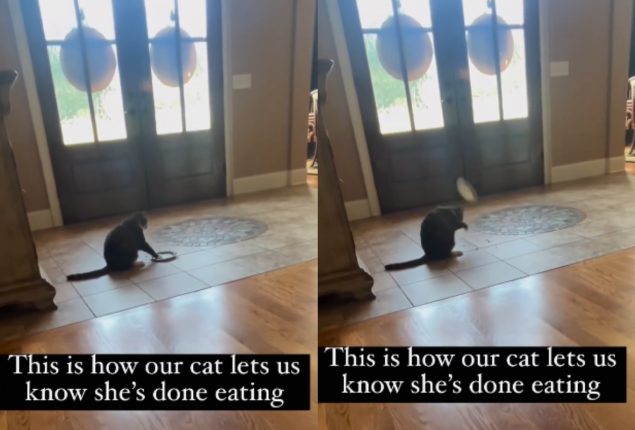 Sassy cat has a cheeky way of telling she’s done eating, Watch