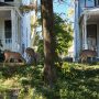 Deer Unwelcome in US Capital: ‘Bambi’ Problem