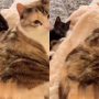 Watch: Kitten gets quick karma after slapping cat for no reason