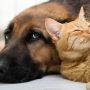 Watch: Smart Dog Learns from Human to Befriend Cat