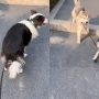 Watch: Border Collie Heroically Rescues Lost Husky