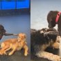Doggie Daycare: Adorable Pooch Loves Petting Other Dogs