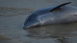 Amazon Dolphins Die in Mass as Water Hits Record Highs