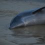 Amazon Dolphins Die in Mass as Water Hits Record Highs