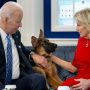 Biden’s dog Commander ousted from White House for biting
