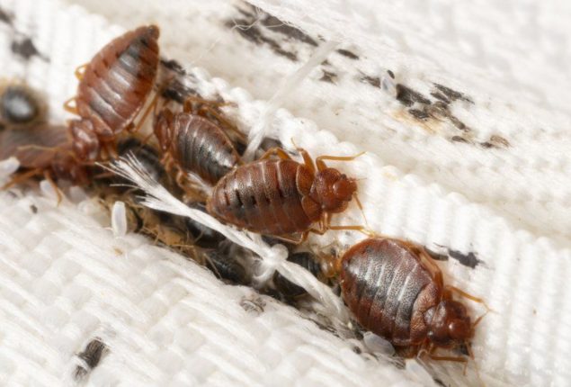 Paris School Infested with Bedbugs, Teachers Strike
