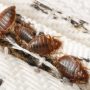 Paris School Infested with Bedbugs, Teachers Strike