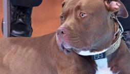 Alleged Bully XL Assault Puts Baddeley Green Woman in Hospital