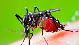 NIH Warns of Dengue Risk, Calls for Immediate Precautions