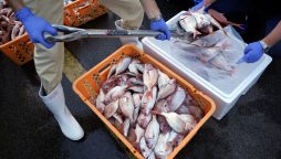 G7 Japanese food ban