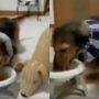 Viral Video: Dog ‘invite’ its plush toys to eat with it