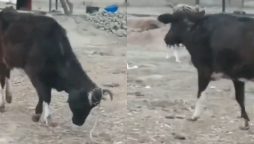 Cow's Clever Escape