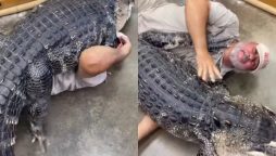 Alligator