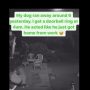 Runaway Dog Returns Home and Casually Rings Bell