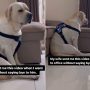 Lonely Pup: Dog’s Reaction to Absentee Pet Dad