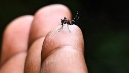 Sindh records 267,000 cases of mosquito-borne illness