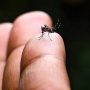 Chikungunya vaccine: US passes 1st dose against mosquito-borne virus