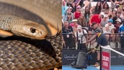 Eastern Brown Snake Slithers onto Tennis Court in Australia