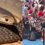 Eastern Brown Snake Slithers onto Tennis Court in Australia