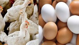 Chicken Egg Price in Pakistan