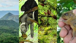 Philippine Island sets record with World's largest concentration of unique mammals