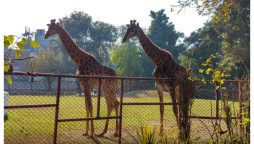 Lahore Zoo Welcomes People with New Animals: Checkout Eid Timings!