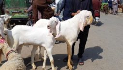 Eid ul Adha 2024 Holidays Declared By Federal Government in Pakistan