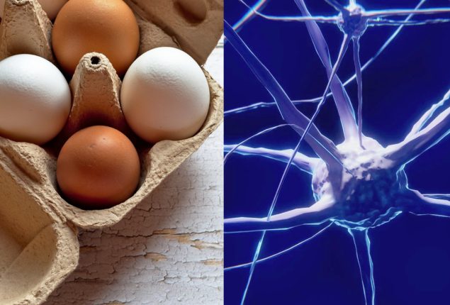 Eggs may slow down cognitive decline, new study