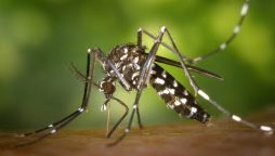 Surge in dengue cases raise concerns